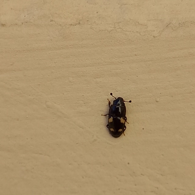 Glischrochilus quadrisignatus - amerikai fénybogár Glischrochilus quadrisignatus - amerikai fénybogár