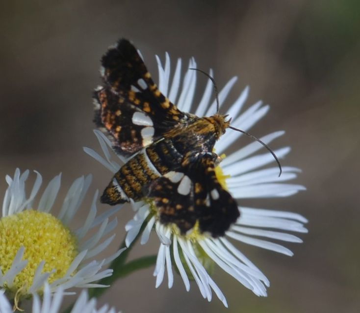 Thyris fenestrella - gyakori ablakosmoly