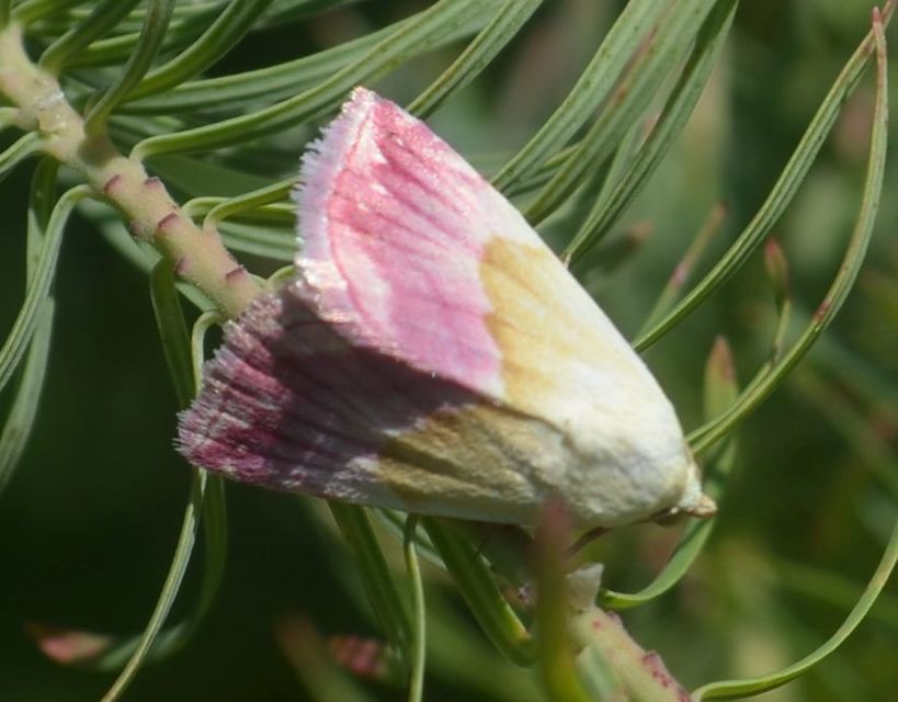 Eublemma purpurina - bíboros törpebagoly