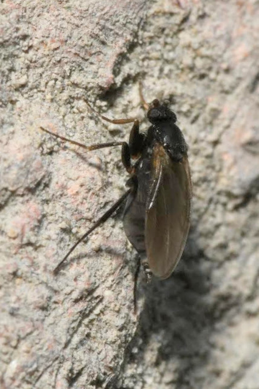 Diplonevra