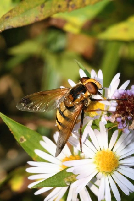 Volucella inanis - háromöves pihelégy