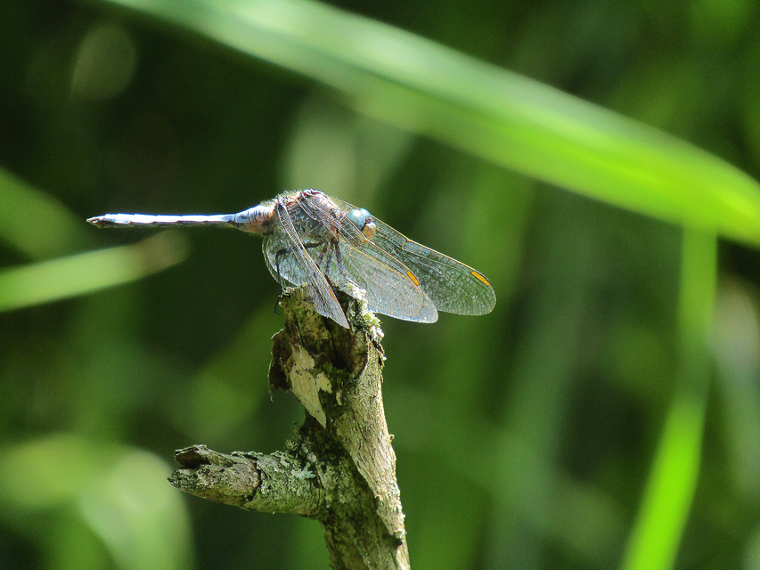 Orthetrum coerulescens - karcsú pásztorszitakötő