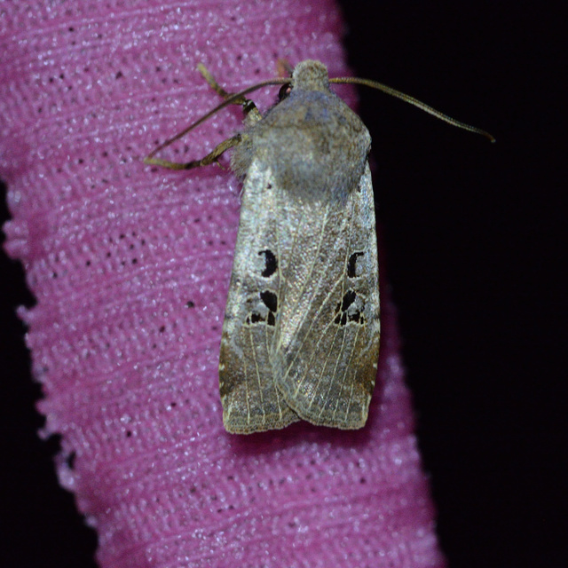 Conistra rubiginosa - szürke télibagoly