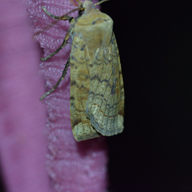 Conistra veronicae - veronika-őszibagoly