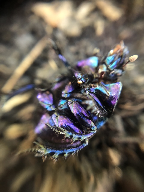 Anoplotrupes stercorosus - erdei álganéjtúró