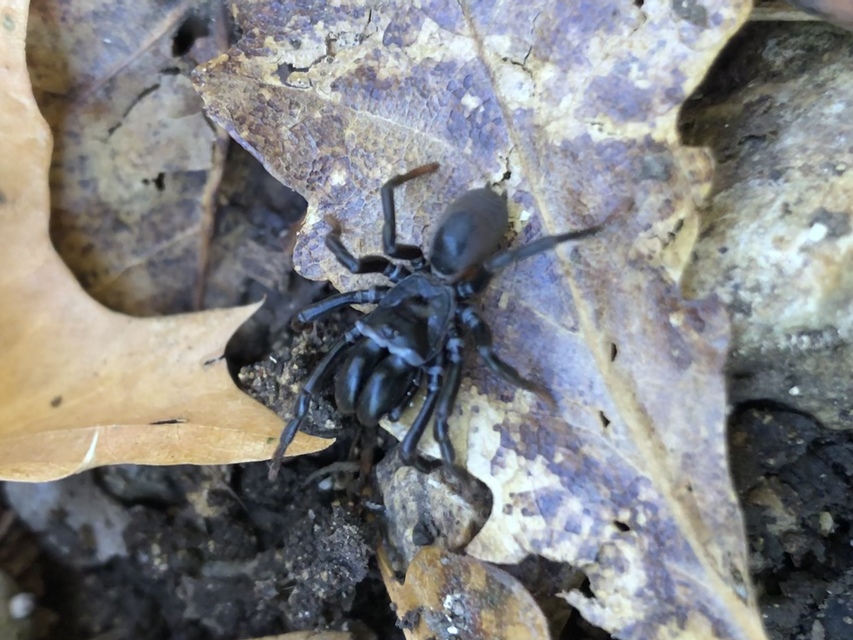 Atypus