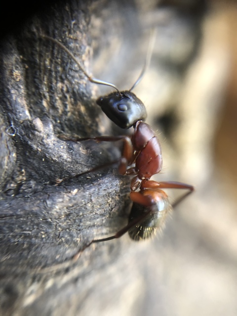 Camponotus ligniperda - faodvasító lóhangya