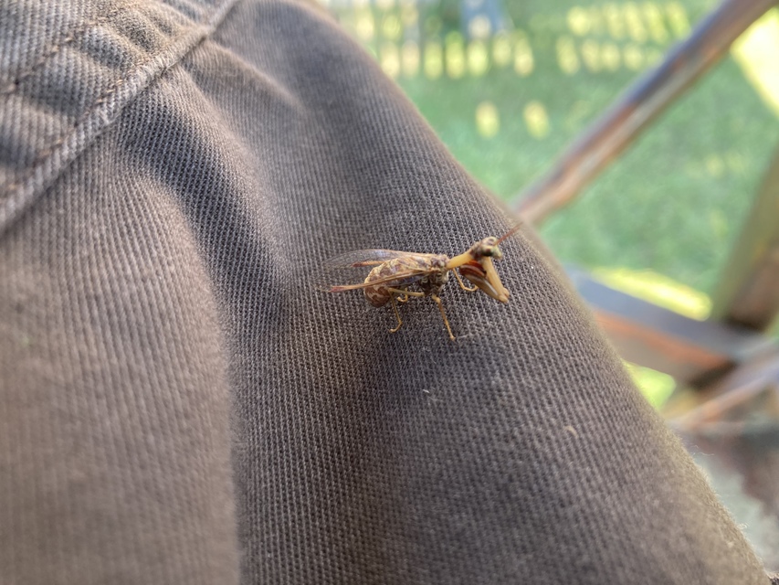 Mantispa styriaca - kétszínű fogólábú-fátyolka