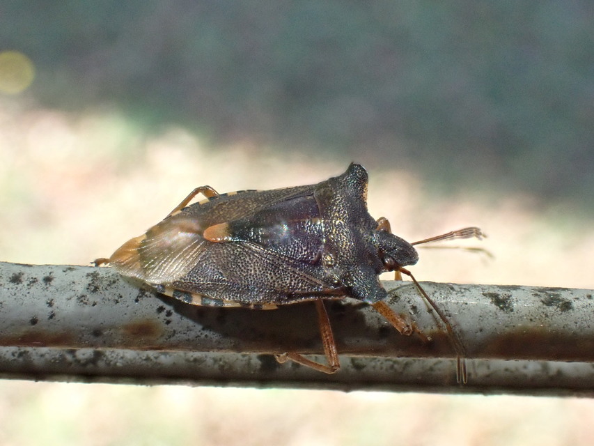 Pentatoma rufipes - vöröslábú címerespoloska Pentatoma rufipes - vöröslábú címerespoloska