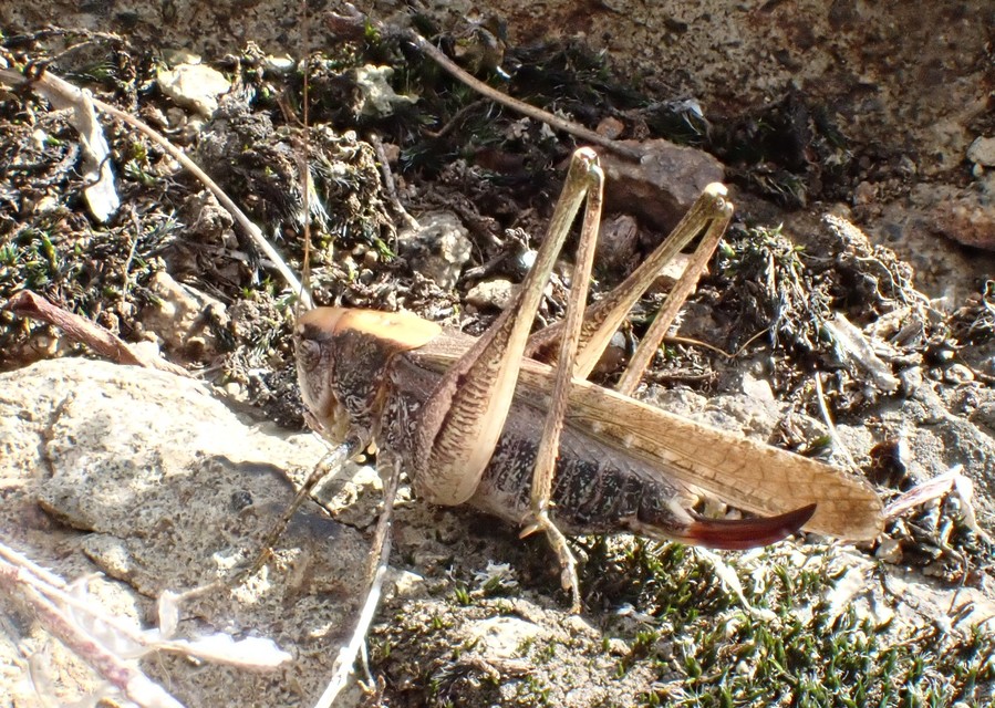 Platycleis grisea - szürke rétiszöcske