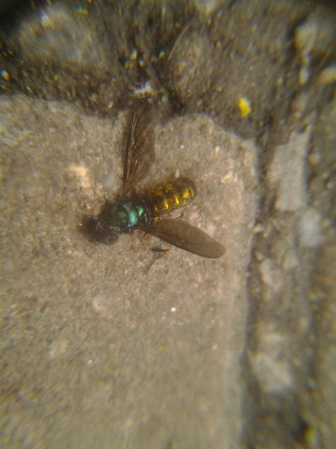 Chloromyia formosa - közönséges fémeslégy