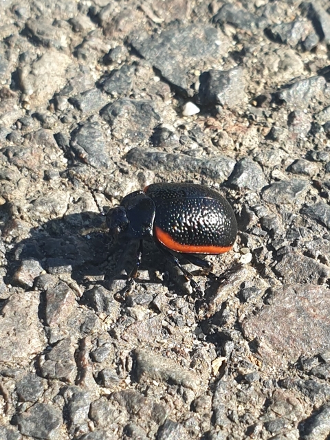 Chrysolina kuesteri - ráncos szegélyeslevelész