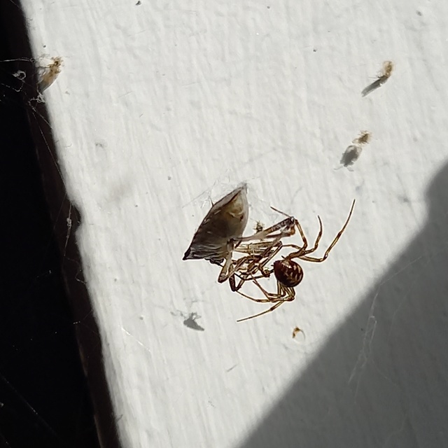 Steatoda triangulosa - háromszöges faggyúpók