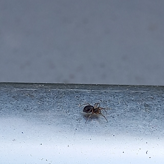 Linyphiidae - vitorláspókok