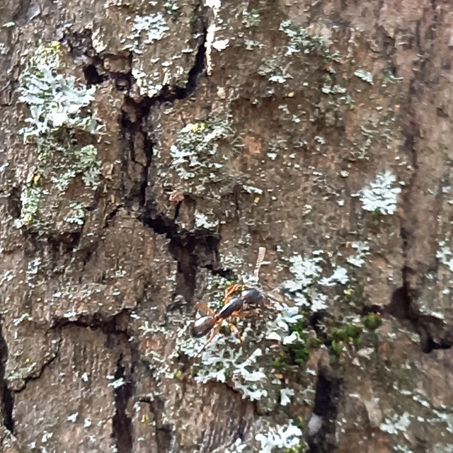Camponotus tergestinus - sárgalábú lóhangya