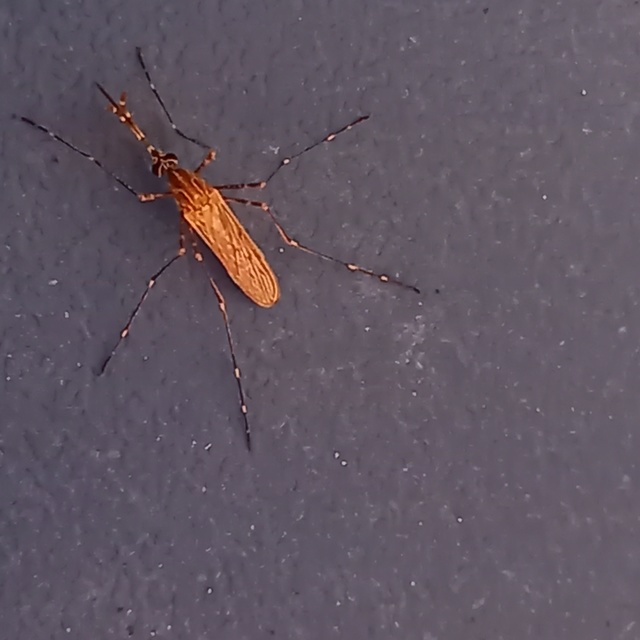 Culicidae - csípőszúnyogok