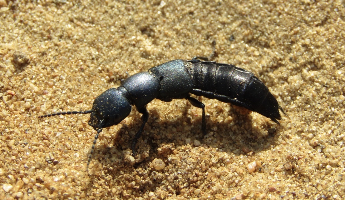 Ocypus ophthalmicus - kék holyva