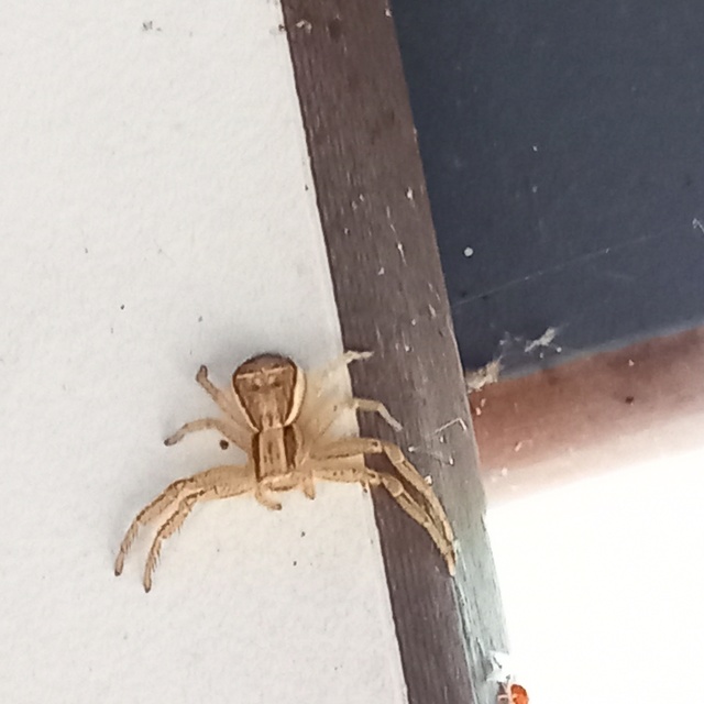 Xysticus ulmi - cserje-karolópók
