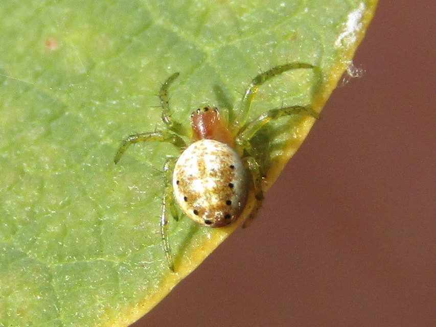 Araniella