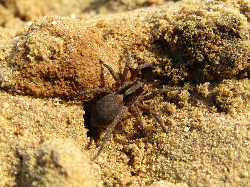 Trochosa