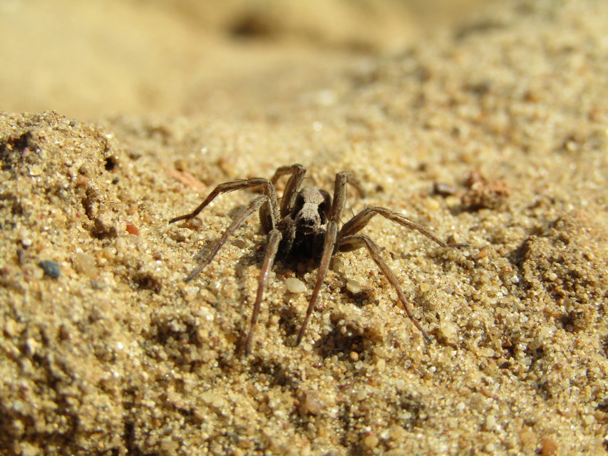 Alopecosa striatipes/mariae