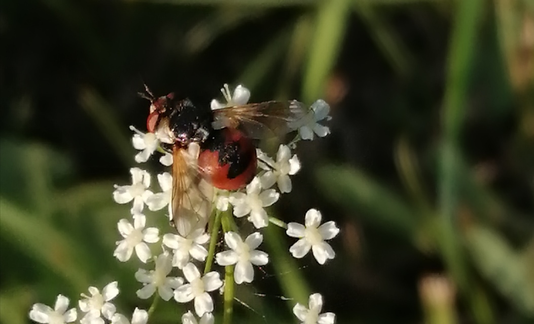 Gymnosoma