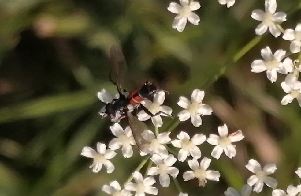 Cylindromyia
