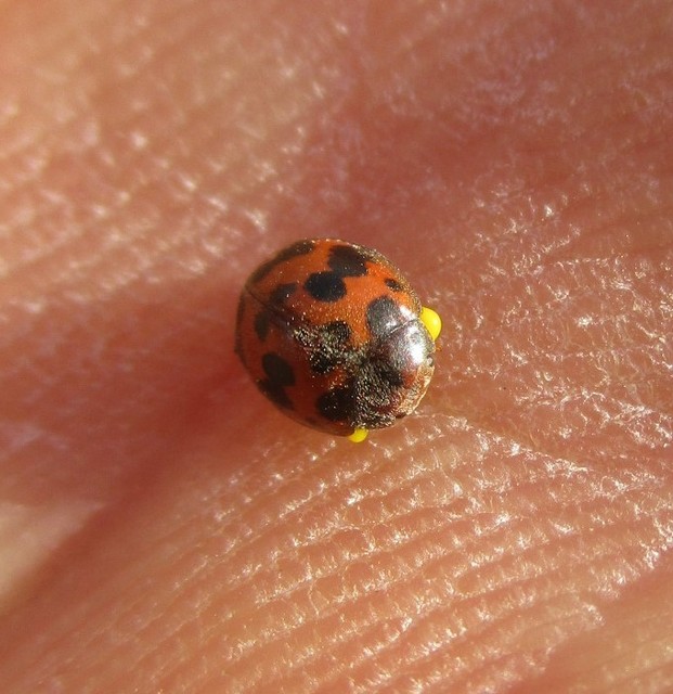 Subcoccinella vigintiquatuorpunctata - lucernaböde