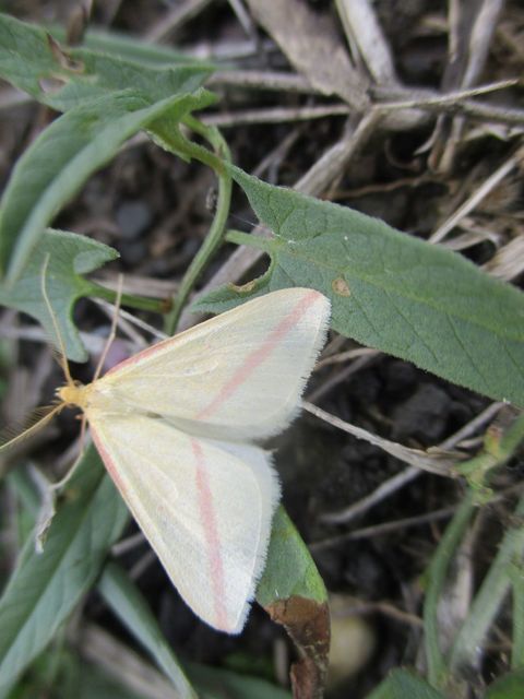 Rhodometra sacraria - rózsacsíkos araszoló