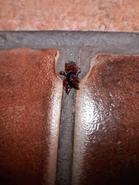 Dysderidae - fojtópókok