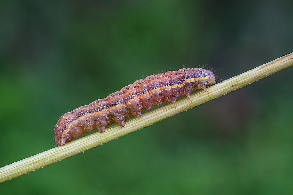 Lacanobia oleracea - saláta-kertibagoly