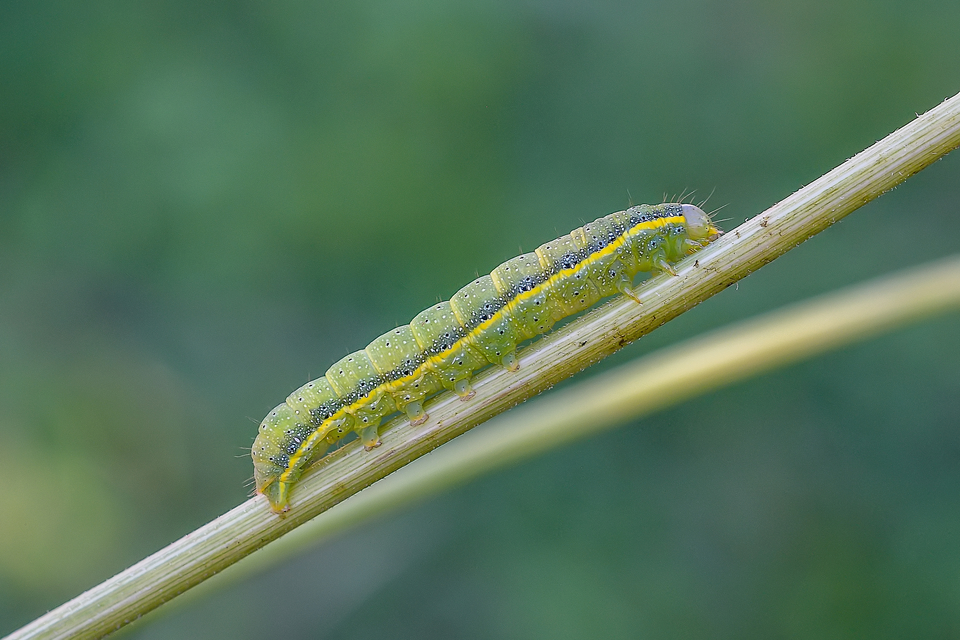 Lacanobia oleracea - saláta-kertibagoly