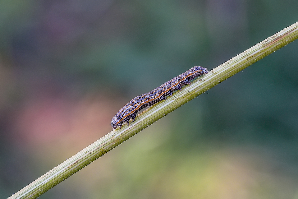 Anophia leucomelas - déli folyófűbagoly