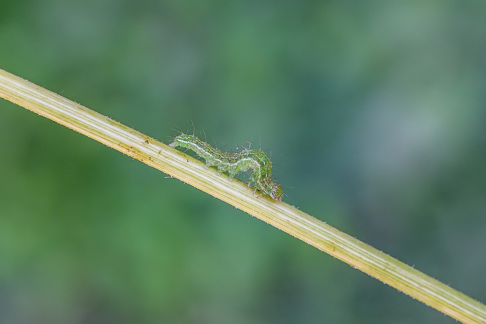 Hypena proboscidalis - ormányos karcsúbagoly