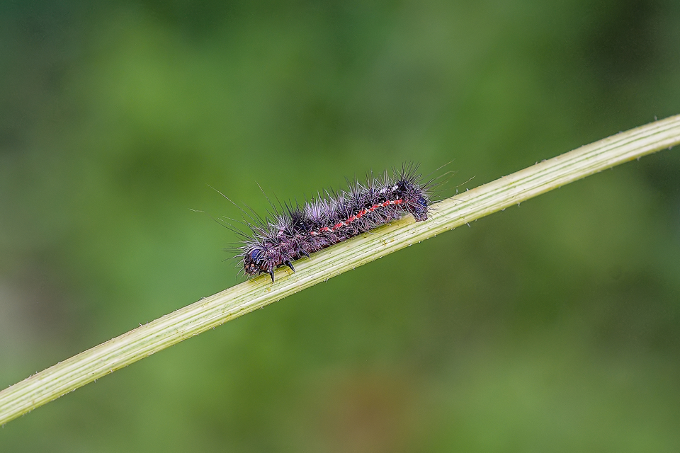 Acronicta rumicis - sóska-szigonyosbagoly