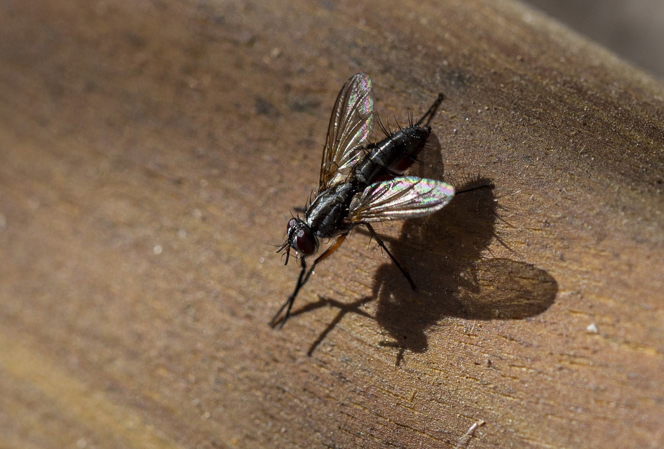 Mintho rufiventris