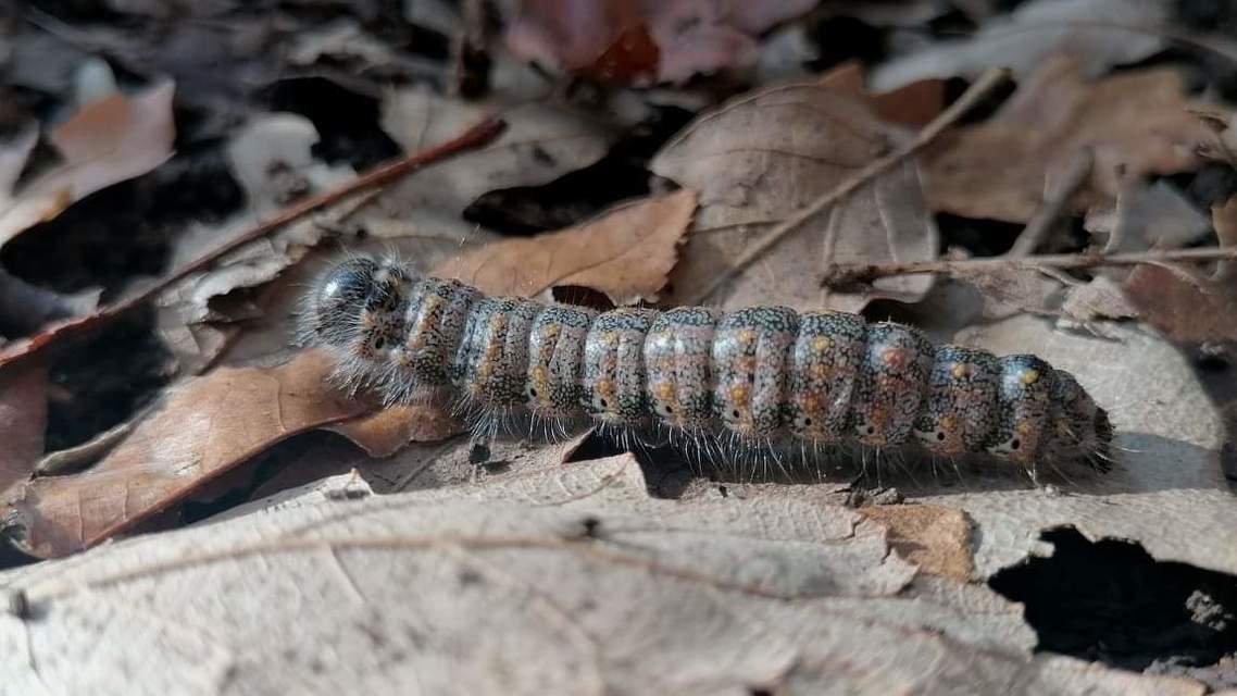 Phalera bucephaloides - magyar púposszövő