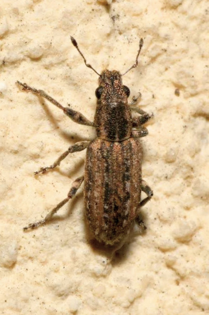 Sitona callosus - szempillás csipkézőbogár