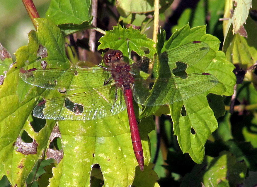 Sympetrum vulgatum - barkós katona-szitakötő