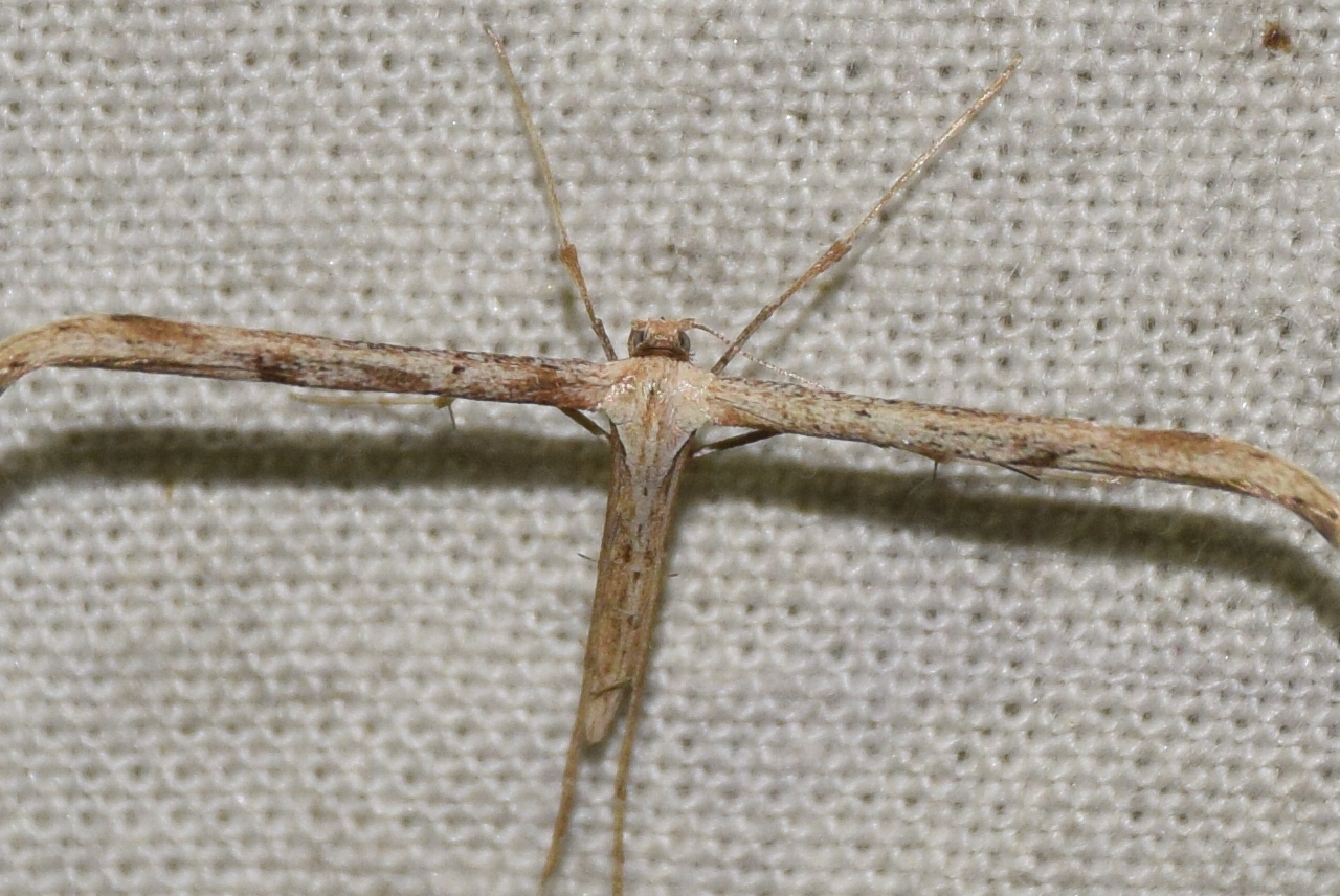 Emmelina monodactyla - közönséges tollasmoly