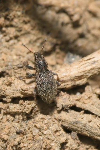 Sitona hispidulus - szőrös csipkézőbogár