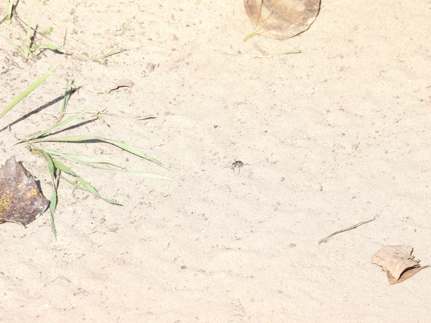 Cicindela hybrida - öves homokfutrinka