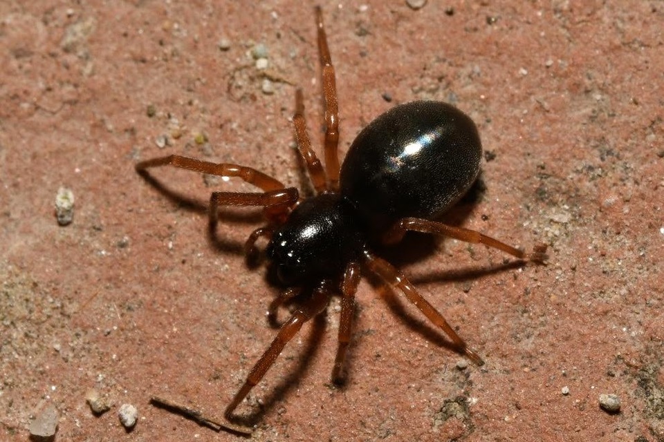 Paratrachelas maculatus Paratrachelas maculatus