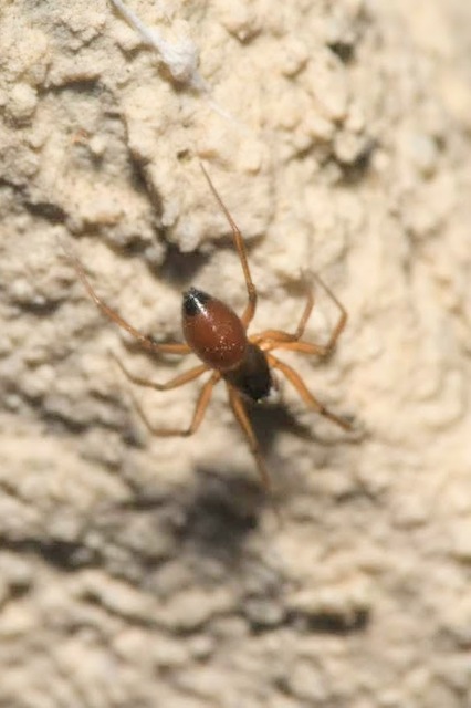 Ostearius melanopygius