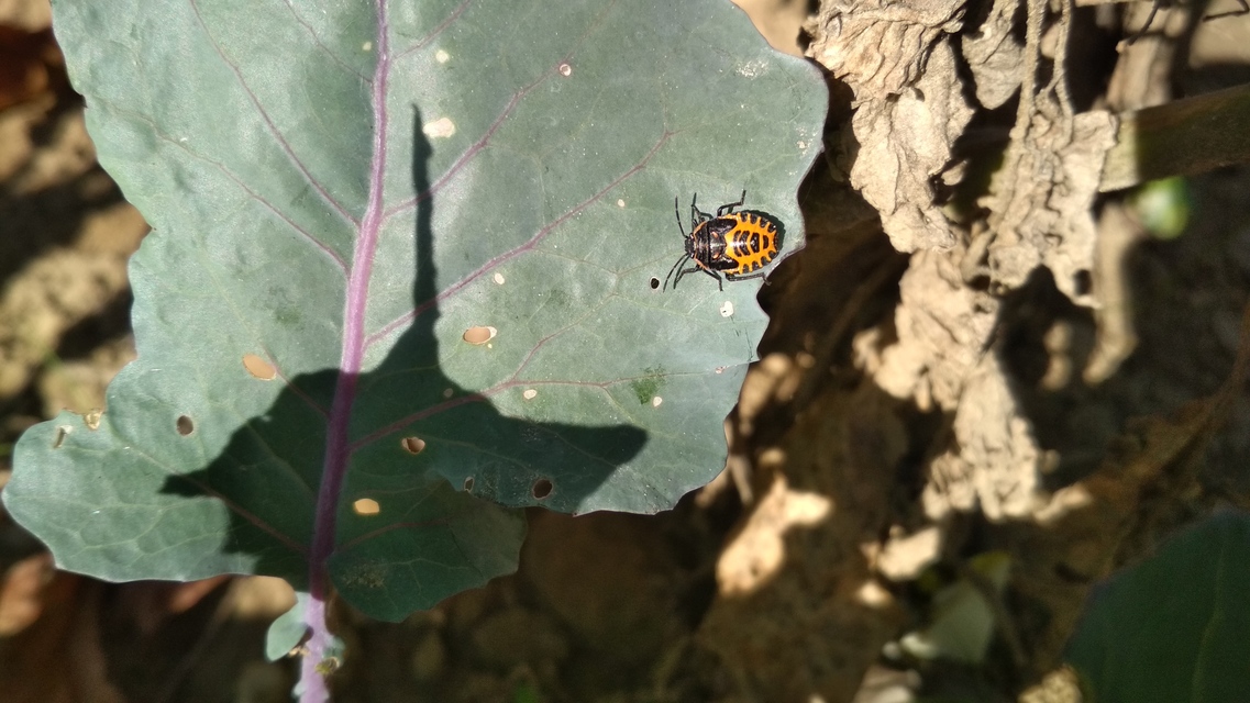 Eurydema