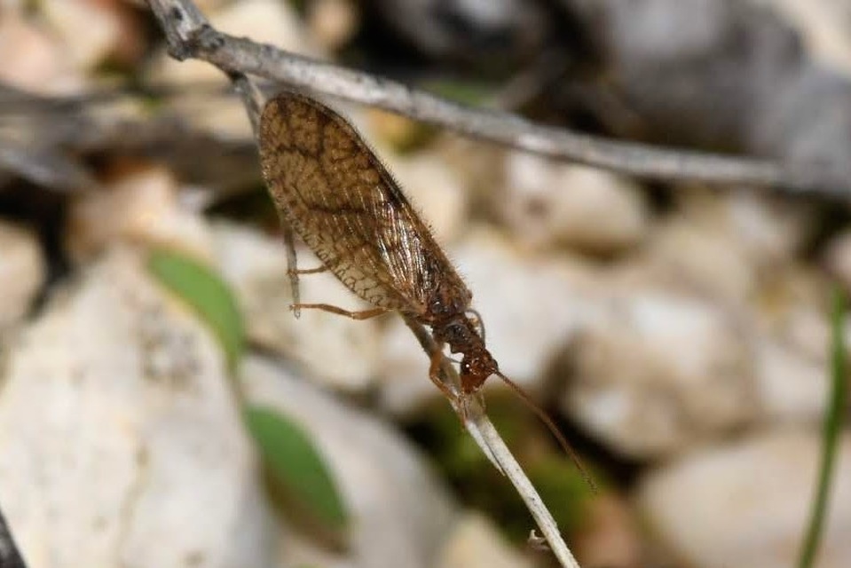 Micromus angulatus