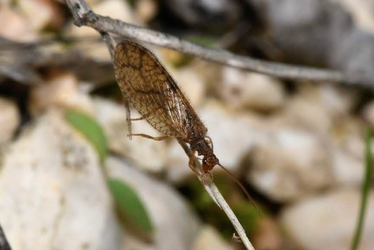 Micromus angulatus