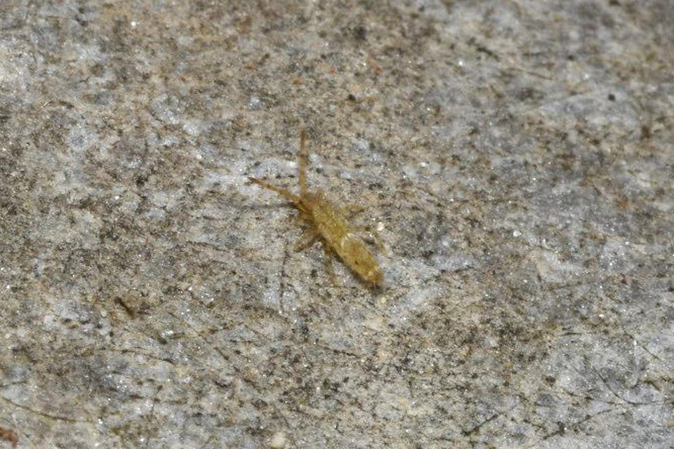 Entomobryidae