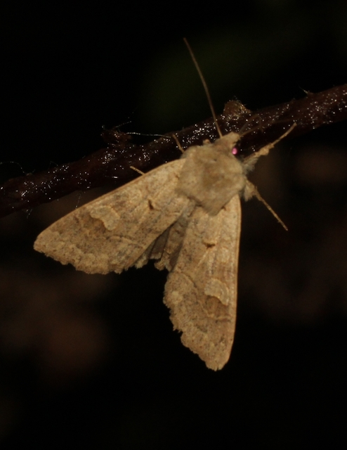 Ammoconia caecimacula - szürke őszibagoly