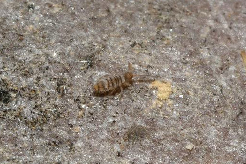 Entomobryidae